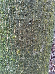 Quercus