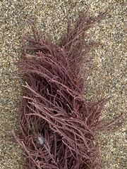 Lithothrix aspergillum