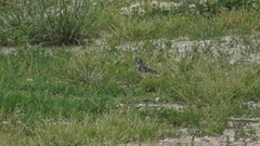 Motacilla alba
