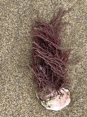 Lithothrix aspergillum