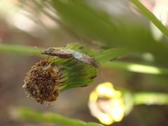 Nysius senecionis