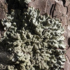 Hypogymnia farinacea