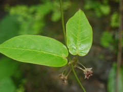 Vincetoxicum dalzellii