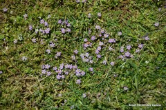 Spergularia capillacea