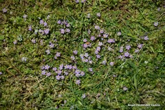 Spergularia capillacea