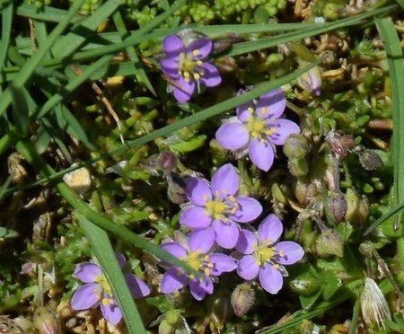 Representative image of Spergularia capillacea