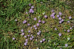 Spergularia capillacea