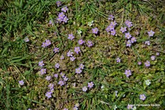 Spergularia capillacea