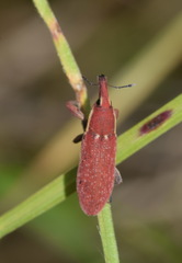 Lixus vilis