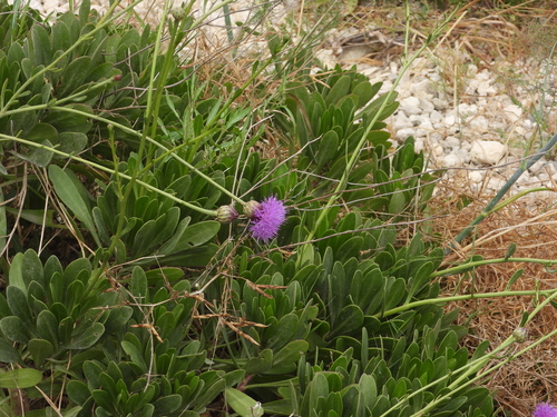 Cheirolophus crassifolius, photograph 3