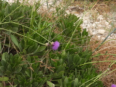 Cheirolophus crassifolius, photograph (c) amantedarmanin, some rights reserved (CC BY)