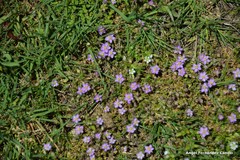 Spergularia capillacea