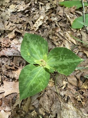 Trillium luteum