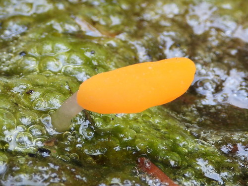Swamp beacon