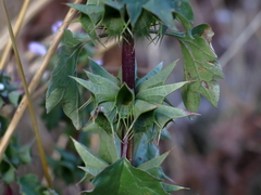 Moluccella spinosa
