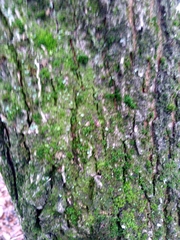 Quercus