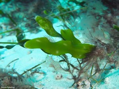 Caulerpa prolifera