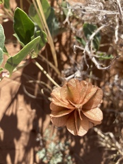 Tripterocalyx carneus