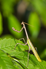 Pseudovates chlorophaea