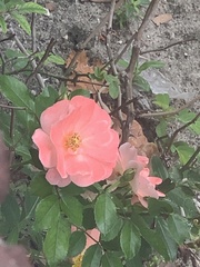 Rosa