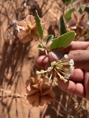 Tripterocalyx carneus