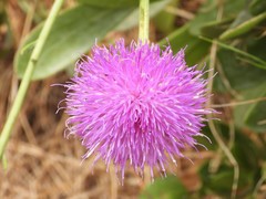 Cheirolophus crassifolius, photograph (c) amantedarmanin, some rights reserved (CC BY)