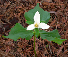 Trillium ovatum ovatum