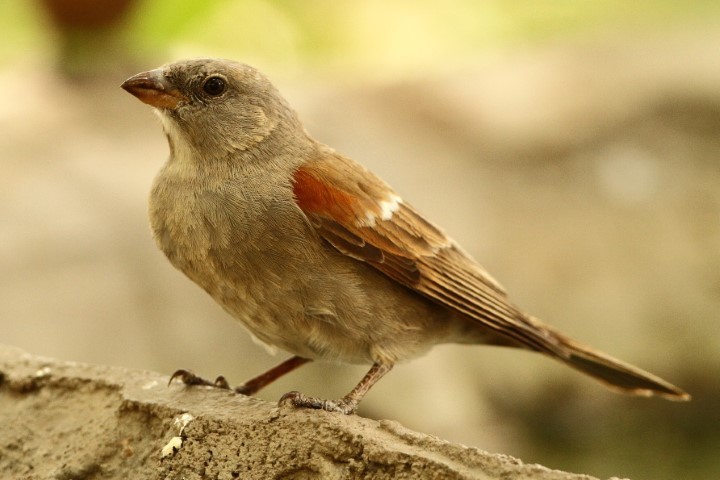 Northern Grey-headed Sparrow