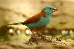Uraeginthus cyanocephalus