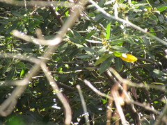 Serpophaga subcristata