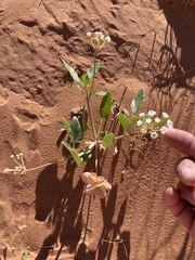 Tripterocalyx carneus