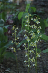 Oreorchis patens