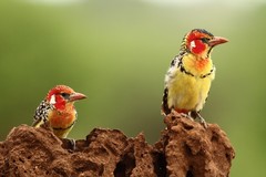 Trachyphonus erythrocephalus