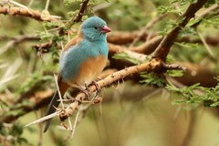 Uraeginthus cyanocephalus