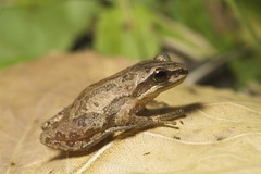 Pseudacris triseriata