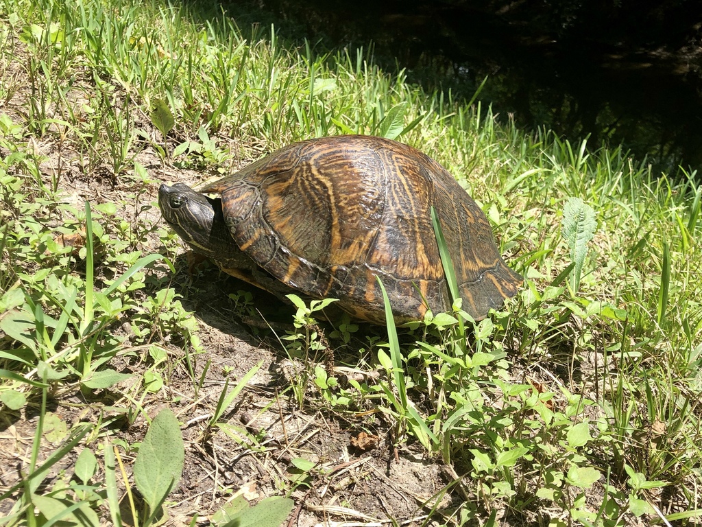 Deirochelyine Turtles from Sheldon Lake State Park, Houston, TX, US on ...