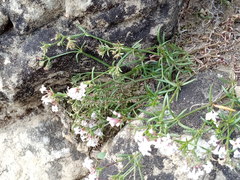 Asperula biebersteinii