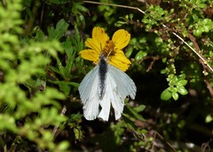 Hesperocharis anguitia