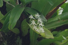 Cyrtorchis