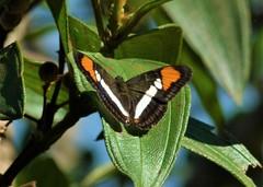 Adelpha serpa