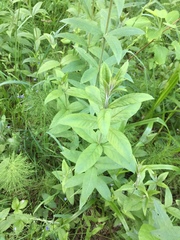 Lysimachia vulgaris