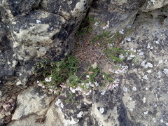 Asperula biebersteinii