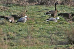 Branta canadensis occidentalis