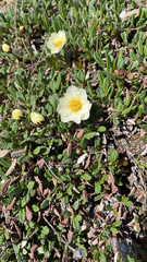 Dryas octopetala