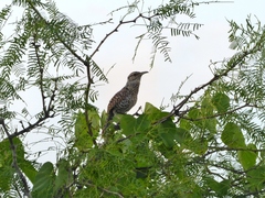 Campylorhynchus yucatanicus