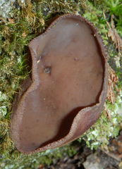 Phylloscypha