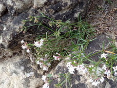 Asperula biebersteinii