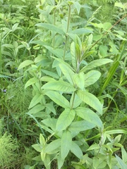 Lysimachia vulgaris