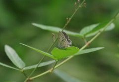 Eicochrysops hippocrates