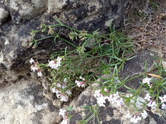 Asperula biebersteinii
